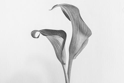 Elegant Calla Lilies Art Print