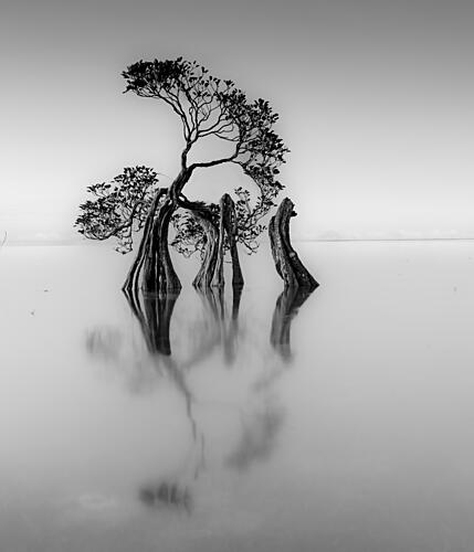 Graceful Water Trees Art Print