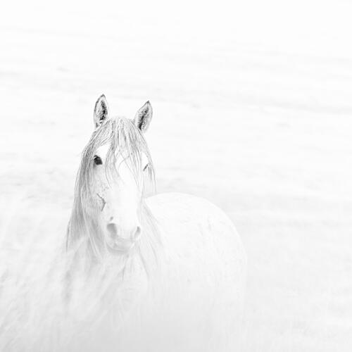 Ethereal White Horse Art Print by Martineb