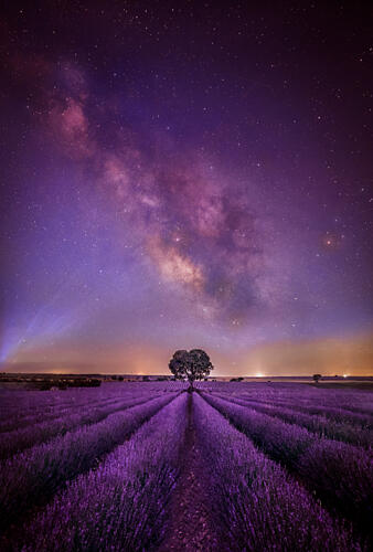 Lavender Field Milky Way Art Print