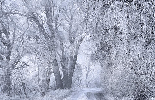 Frosted Winter Path Art Print