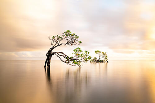 Golden Hour Mangrove Art Print by Wenjin Yu