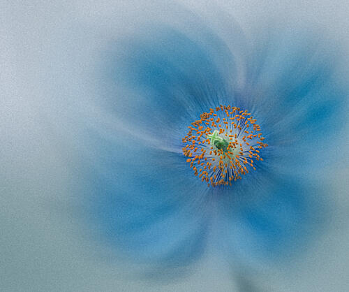Soft Blue Poppy Art Print