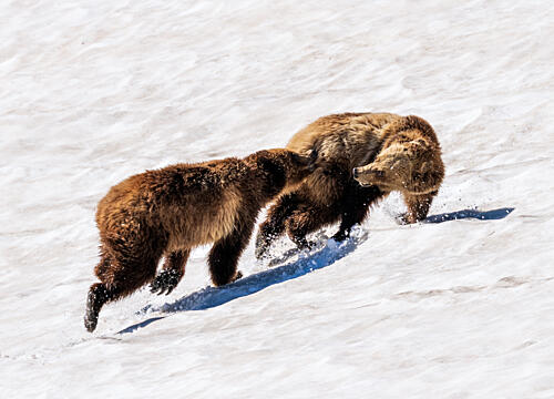 Playful Grizzly Bears Art Print