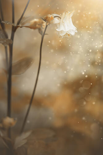 Delicate Golden Bloom Art Print by Cicek Kiral