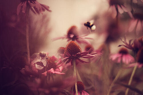 Dreamy Summer Garden Art Print by Ellen van Deelen