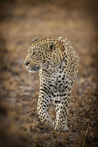 Leopard on the Prowl Art Print
