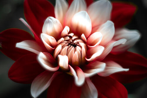 Red and White Dahlia Art Print