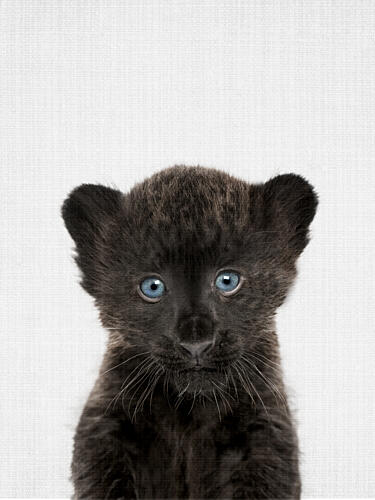 Blue-Eyed Panther Cub Art Print by Lila and Lola