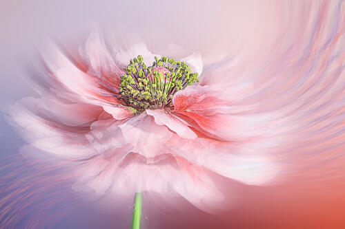 Ethereal Swirling Flower Art Print