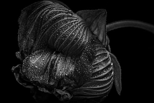 Dew Kissed Bud Art Print