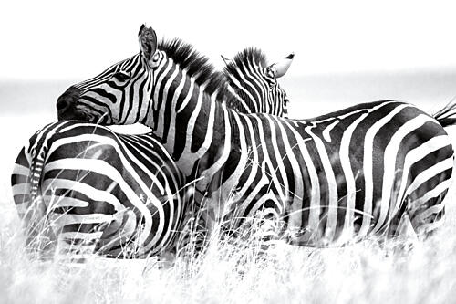 Black and White Zebras Art Print by Andrea Auf Dem Brinke