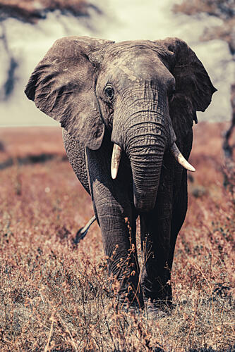 African Elephant Safari Art Print by Andrea Auf Dem Brinke