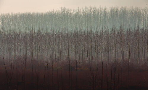 Misty Winter Forest Art Print