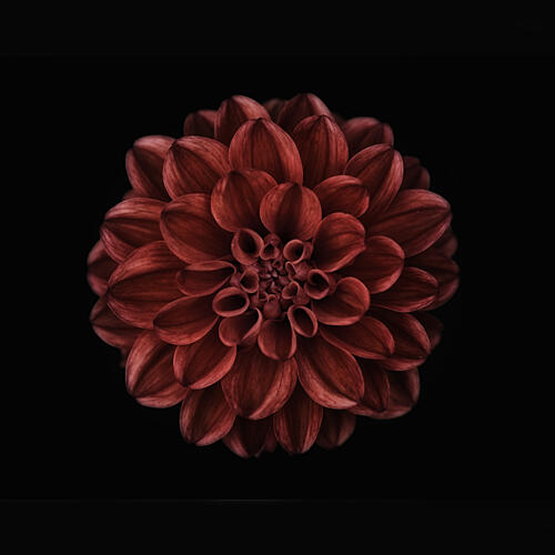 Deep Red Dahlia Bloom Art Print