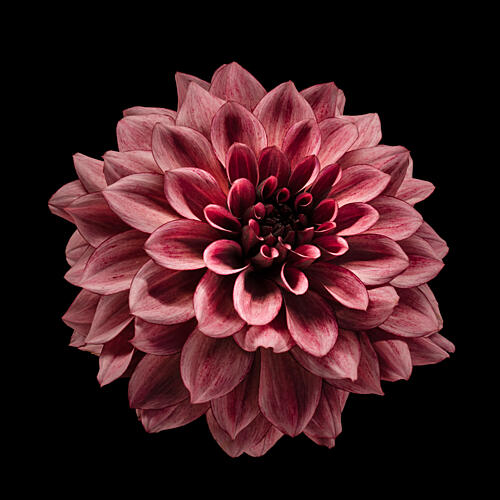 Rich Burgundy Dahlia Art Print
