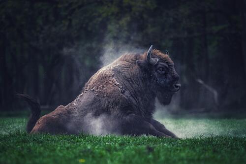 Majestic Bison Dust Bath Art Print by Samurajgrzes