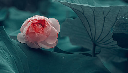 Dewy Lotus Bloom Art Print by Meix