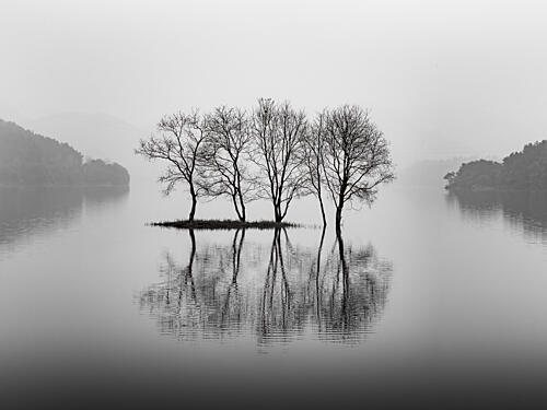 Bare Trees Lake Reflections Art Print by Albert Lim