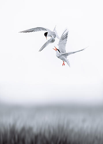 Conflict in the Air II Art Print