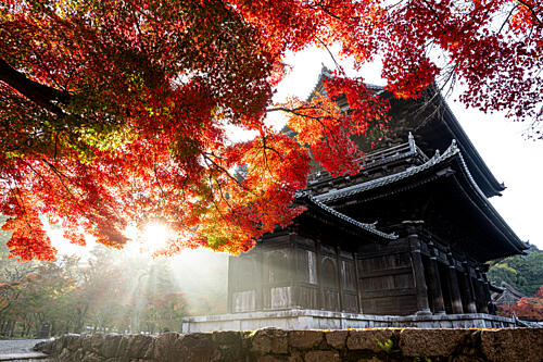 Autumn Temple Sunlight Art Print by Hitomi Hirosuke