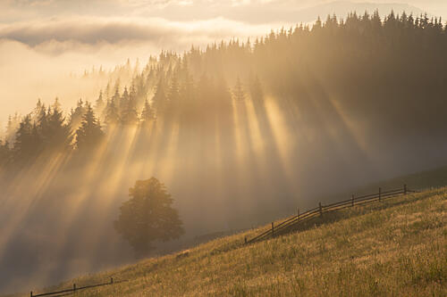 Golden Forest Rays Art Print by Alexandru Ionut Coman