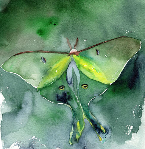 Watercolor Luna Moth Art Print