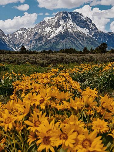Mountain Wildflower Field Art Print