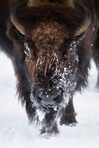 Majestic Snowy Bison Art Print by Vicki Lai