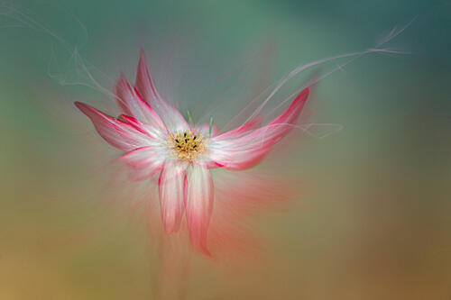 Ethereal Pink Flower Art Print