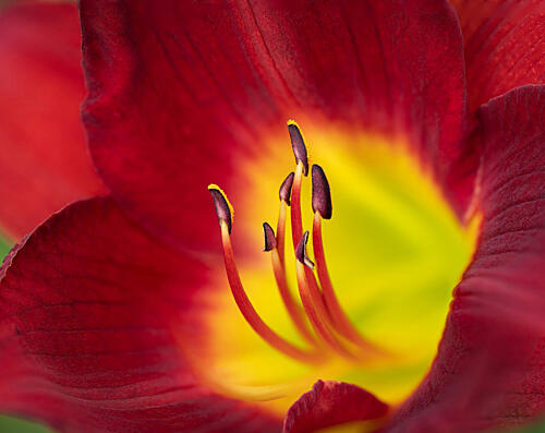 Vibrant Red Lily Bloom Art Print by Dwight Sutton