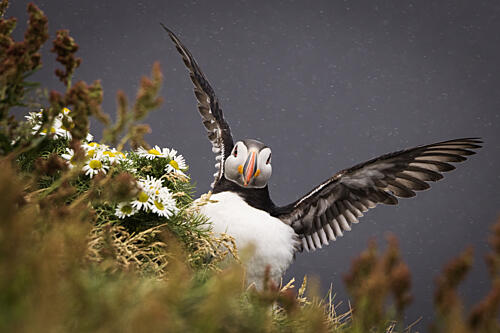 Wild Puffin Wings Art Print