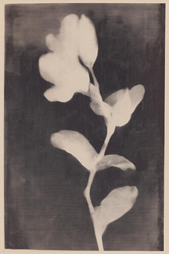 Fadedbloom Art Print