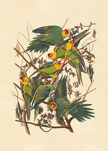 Carolina Parrot Art Print