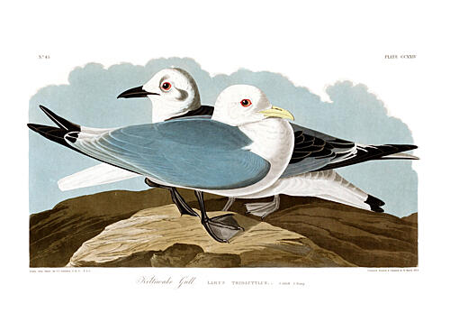 Kittiwake Gull Art Print