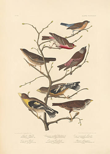 Lazuli Finch Art Print by John James Audubon Rob Havell