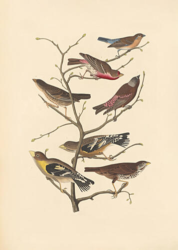 Lazuli Finch Art Print by John James Audubon Rob Havell