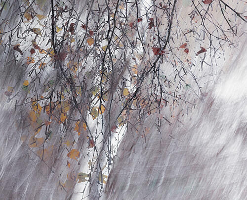 Two Birches Art Print