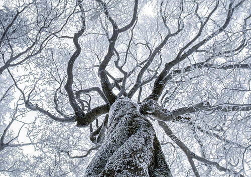 Frosted Winter Tree Upward Art Print by Soh