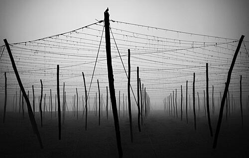 Misty Agricultural Poles Art Print by Samanta Krivec