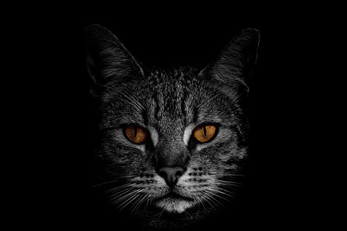 Intense Feline Eyes Art Print by Peter Schade