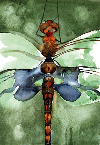 Vibrant Watercolor Dragonfly Art Print