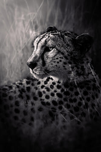 Watchful Cheetah Gaze Art Print