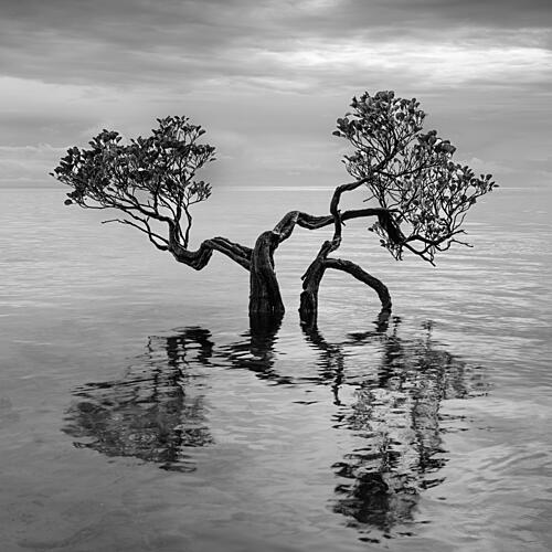 Twisted Tree Stillness Art Print