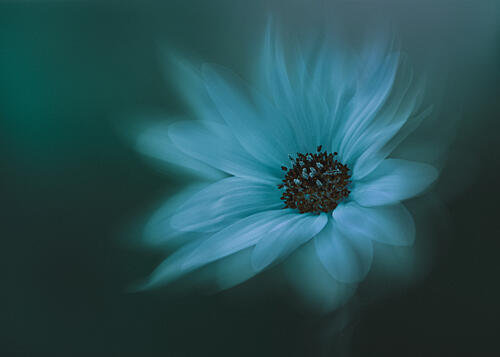 Dreamy Blue Bloom Art Print