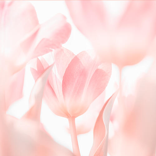 Soft Pink Tulips Art Print by Brigitte Van Krimpen