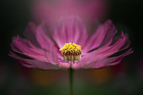 Pink Cosmos Bloom Art Print