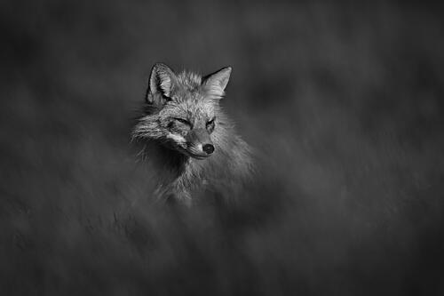 Peaceful Fox in Nature Art Print
