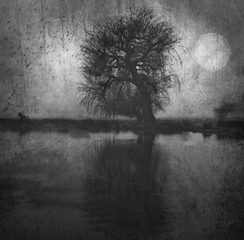 Moonlit Tree Reflection Art Print