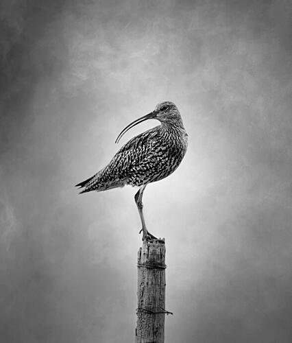 Monochrome Curlew Perch Art Print